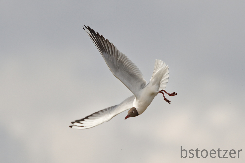 852 9559Web 2733 - Kopie