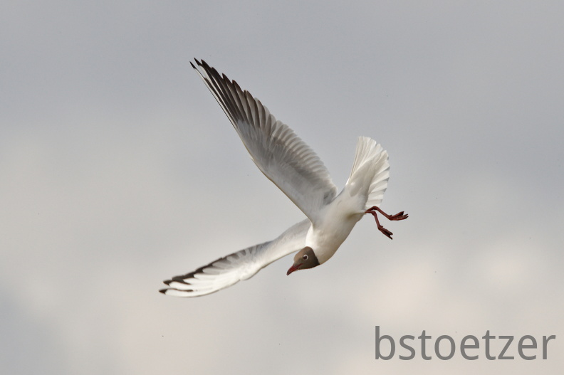 852 9559Web 2733 - Kopie