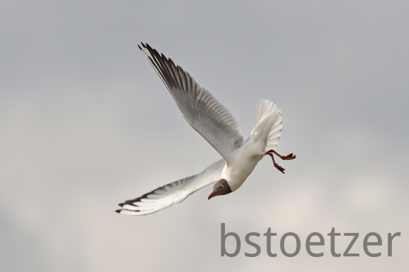 852 9559Web 2733 - Kopie