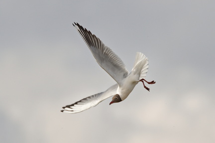 852 9559Web 2733 - Kopie