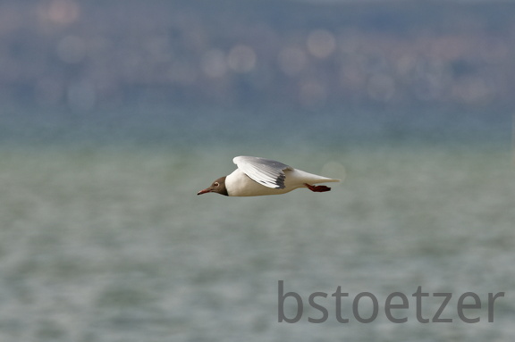 852 9576Web 2731 - Kopie