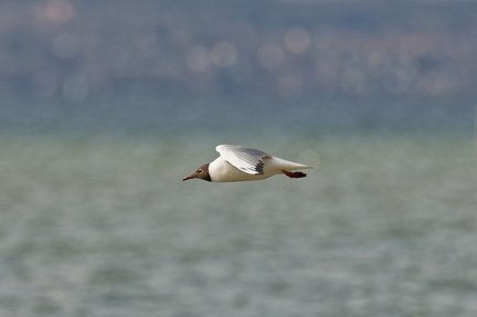 852 9576Web 2731 - Kopie