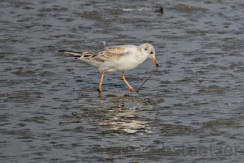 NE1 6571 DxO 01
