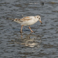 NE1 6571 DxO 01