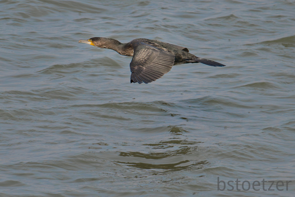 NE1 6586 DxO 01
