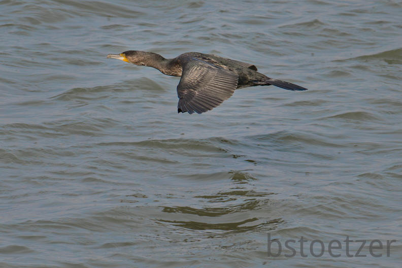 NE1 6586 DxO 01