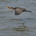 NE1 6586 DxO 01