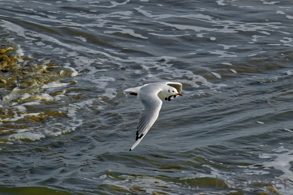 NE1 6622 DxO 01