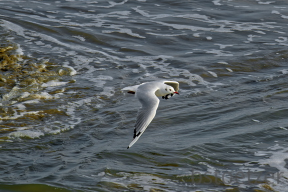 NE1 6622 DxO 01