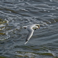 NE1 6622 DxO 01