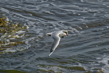 NE1 6622 DxO 01