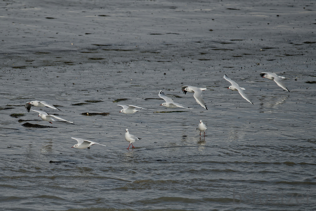 NE1 6657 DxO 01