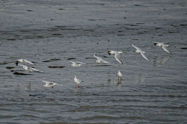 NE1 6657 DxO 01