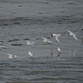 NE1 6657 DxO 01