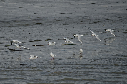 NE1 6657 DxO 01