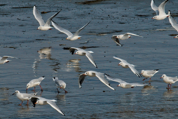 NE1 6680 DxO 01