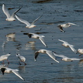 NE1 6680 DxO 01