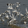 NE1 6719 DxO 01