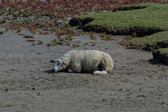 NE1 6818 DxO 02 01