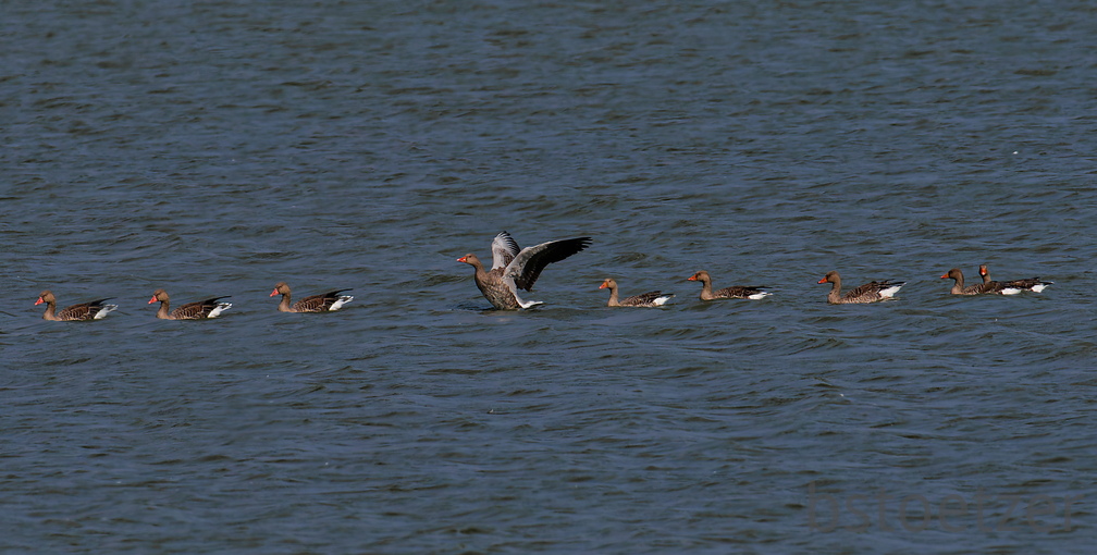 NE1 7375 DxO 01