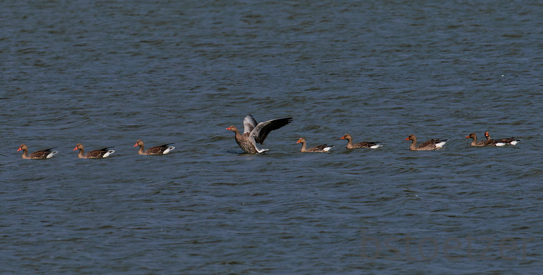 NE1 7375 DxO 01