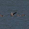 NE1 7375 DxO 01