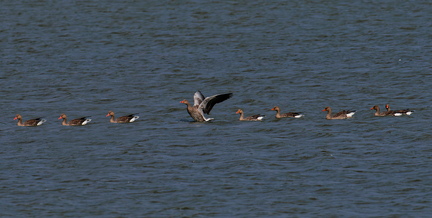 NE1 7375 DxO 01