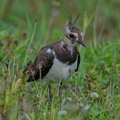 NE1 7419 DxO 01