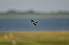 NE1 7791 DxO 01
