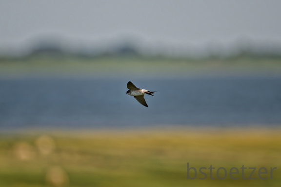 NE1 7791 DxO 01