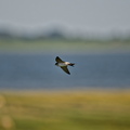 NE1 7791 DxO 01